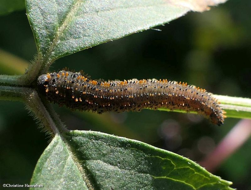 Sawfly larva (Lagium atroviolaceum)
