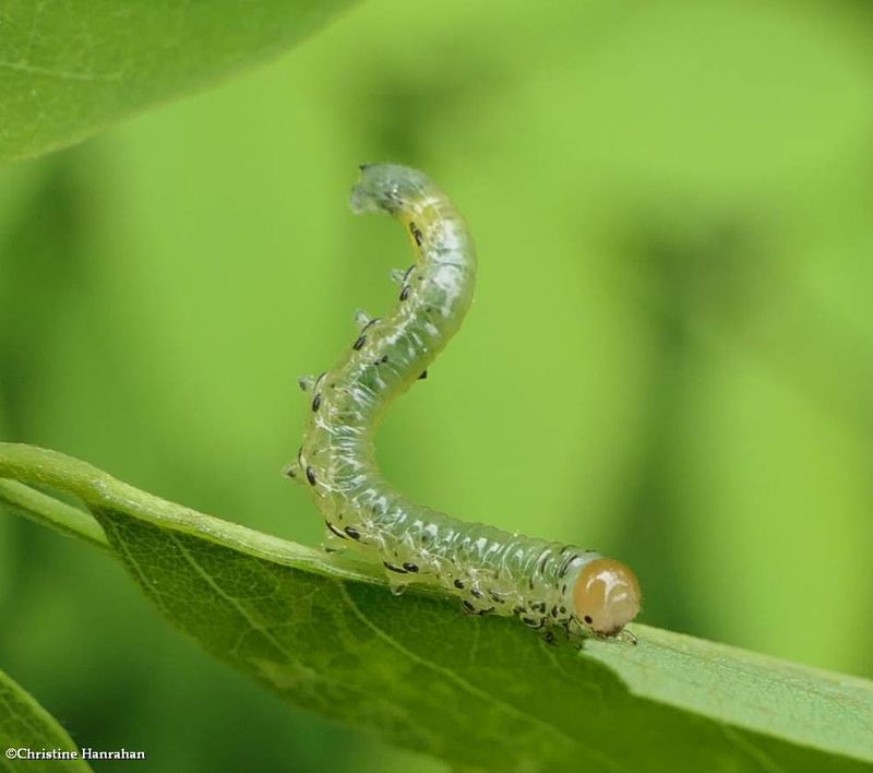 Sawfly larva (Nematinae)