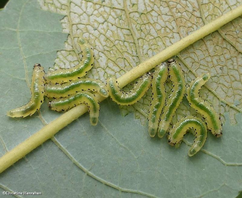 Sawfly larvae (Family Tenthredinidae)