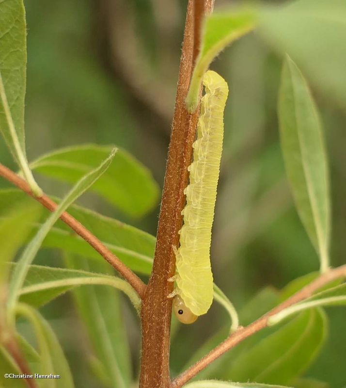 Sawfly larva  (SubfamilyTenthredininae)