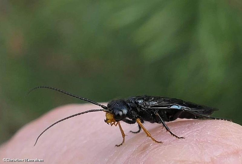 Pine-false webworm sawfly (Acantholyda erythrocephala)