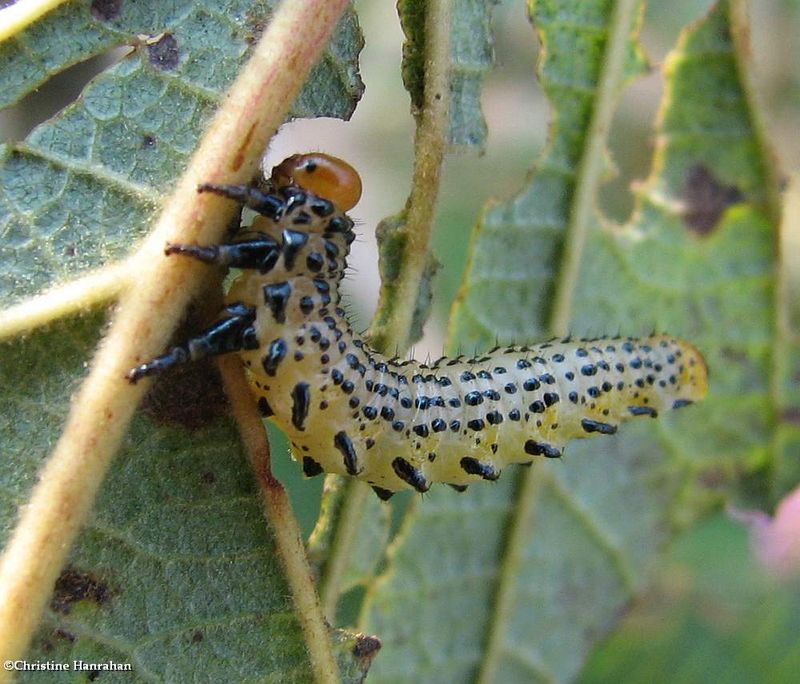 Birch sawfly larva (Arge pectoralis)