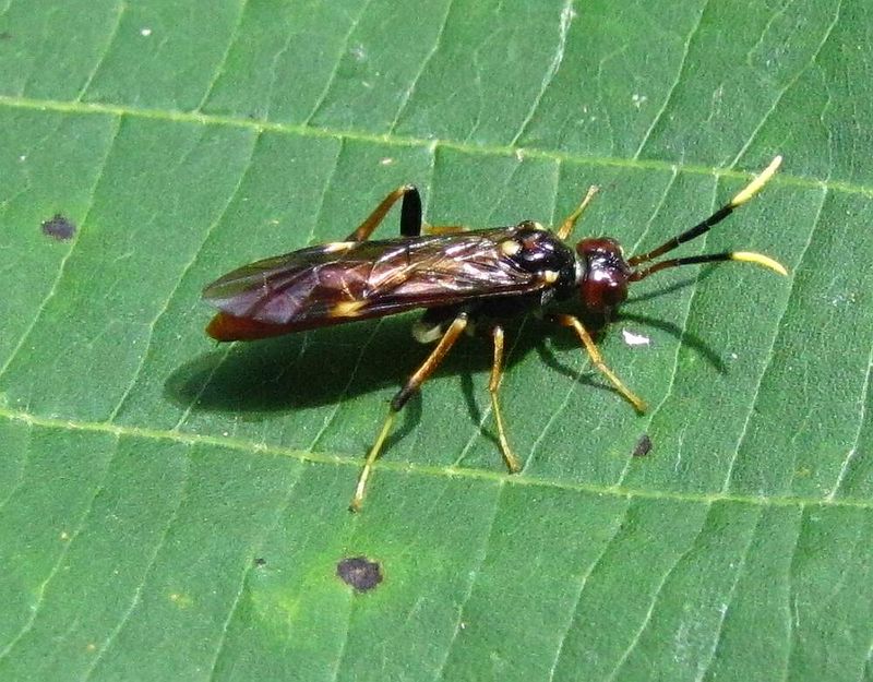 Sawfly (Subfamily Allantinae)