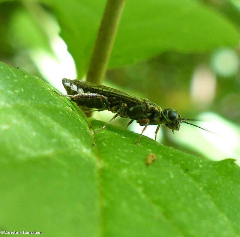 Sawfly (Xiphydria)