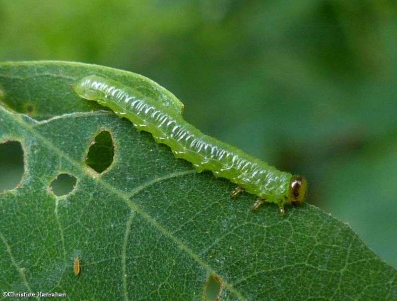 Locust sawfly larva (Euura tibialis)