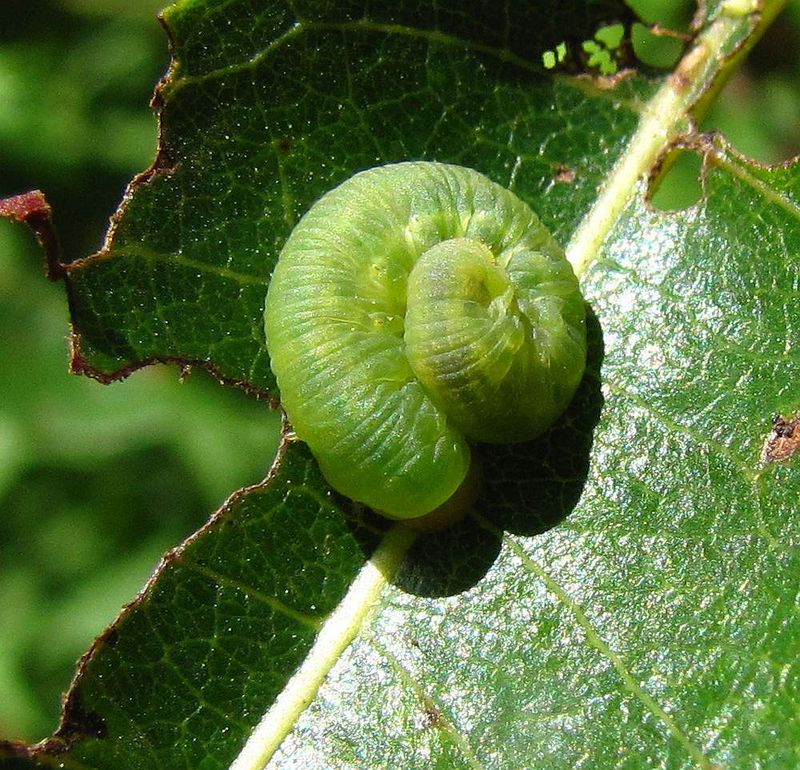 Sawfly larva (FamilyTenthredinidae)