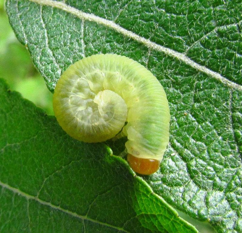 Sawfly larva (FamilyTenthredinidae)