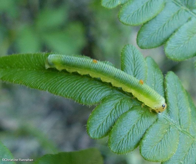 Sawfly larva (Subfamily Selandriinae)