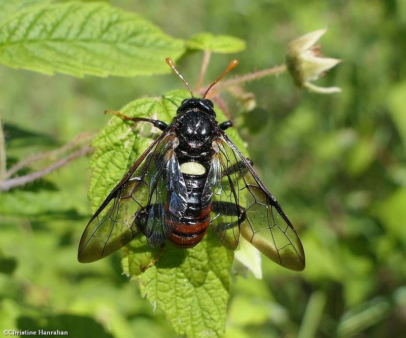 Elm sawfly (Cimbex americanus)