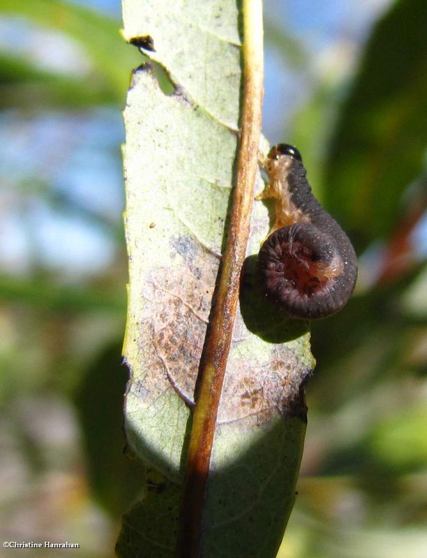 Sawfly larvae (Family Tenthredinidae)