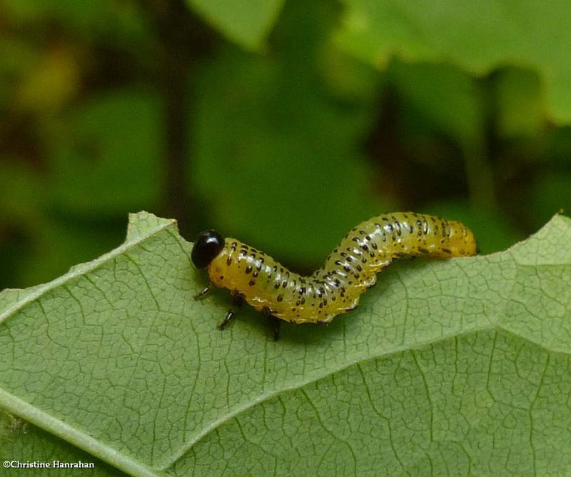 Sawfly larva (Arge macleayi)