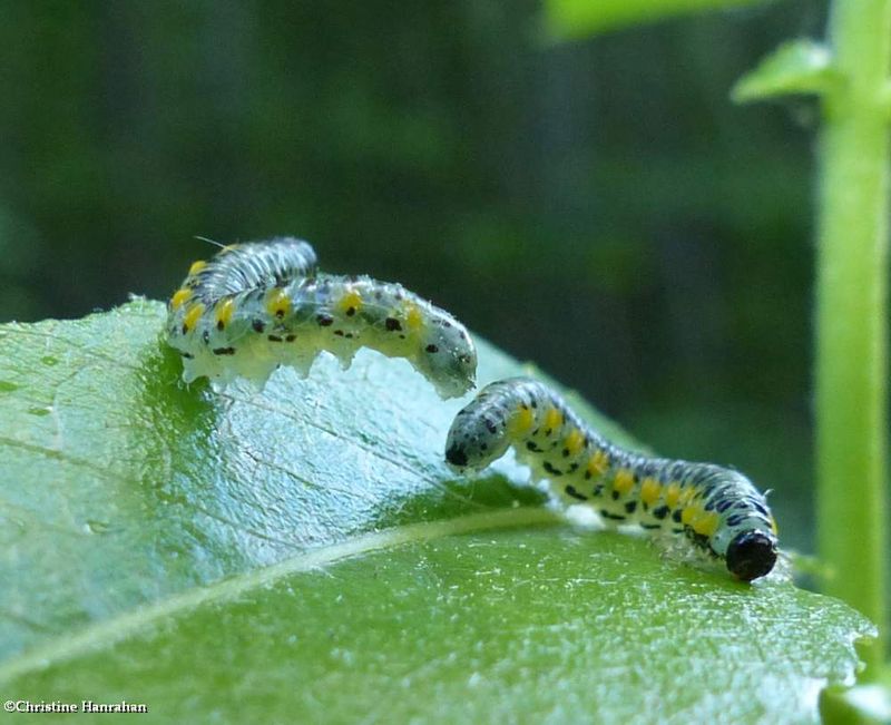 Sawfly larvae (SubfamilyNematinae)