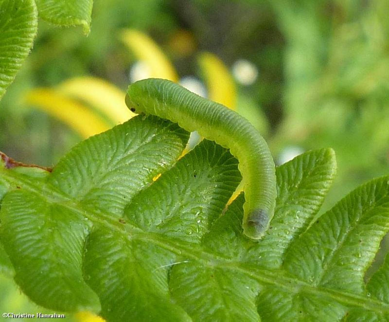 Sawfly larva (Aneugmenus flavipes)