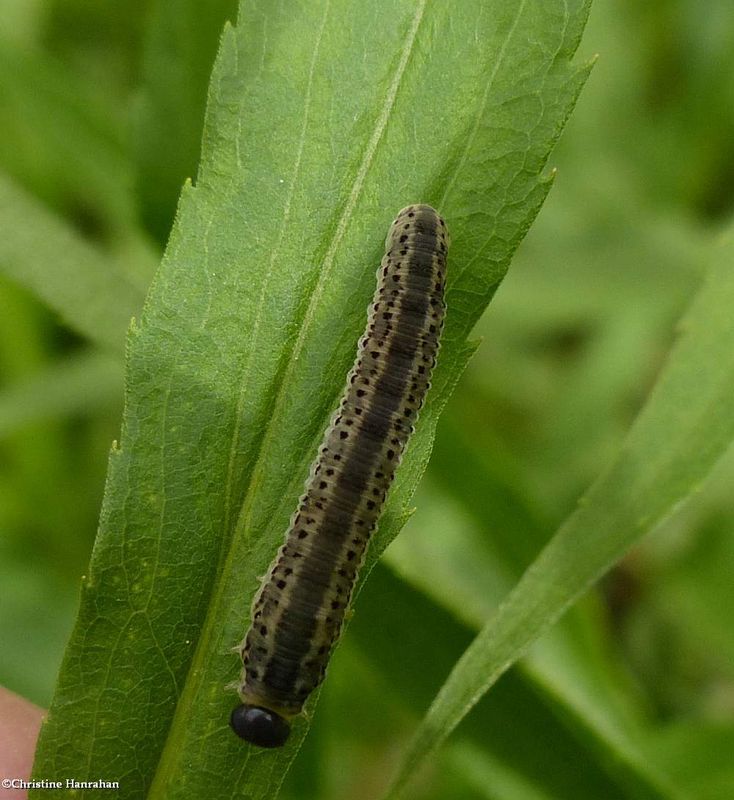 Sawfly larva (Macrophya senacca)