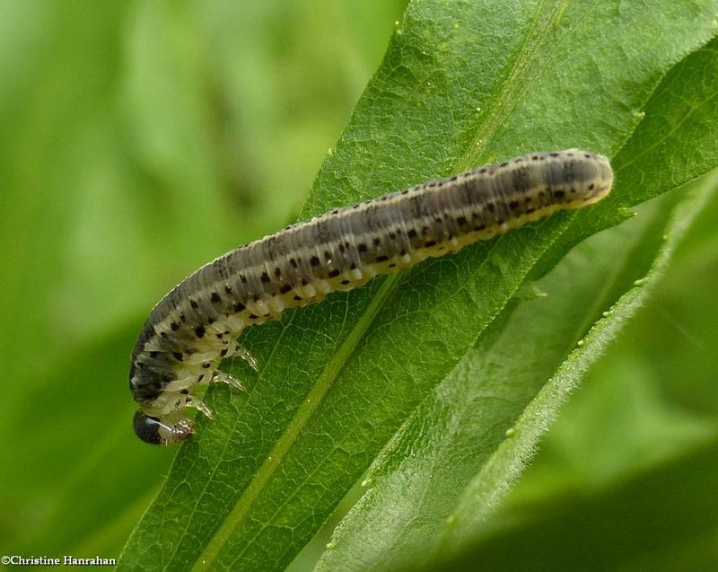 Sawfly larva (Macrophya senacca)