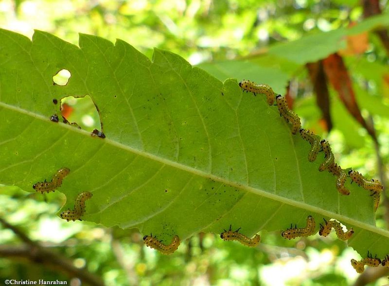 Sawfly larvae (Arge coccinea)