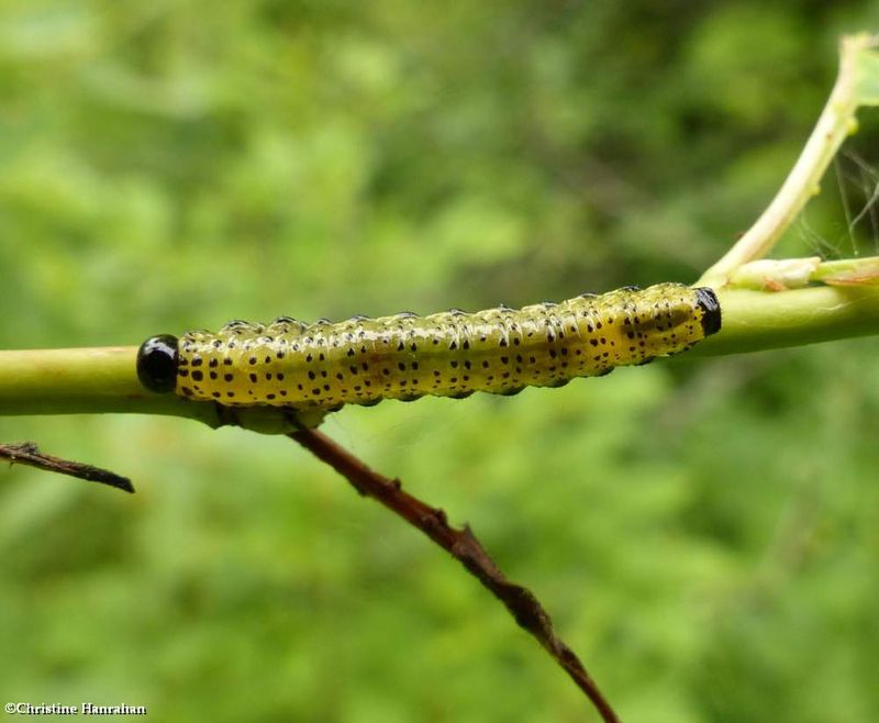 Sawfly larva (Arge macleayi)