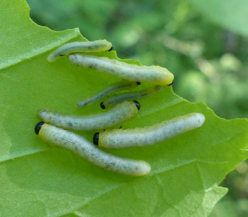 Sawfly larvae (Tenthida barda)