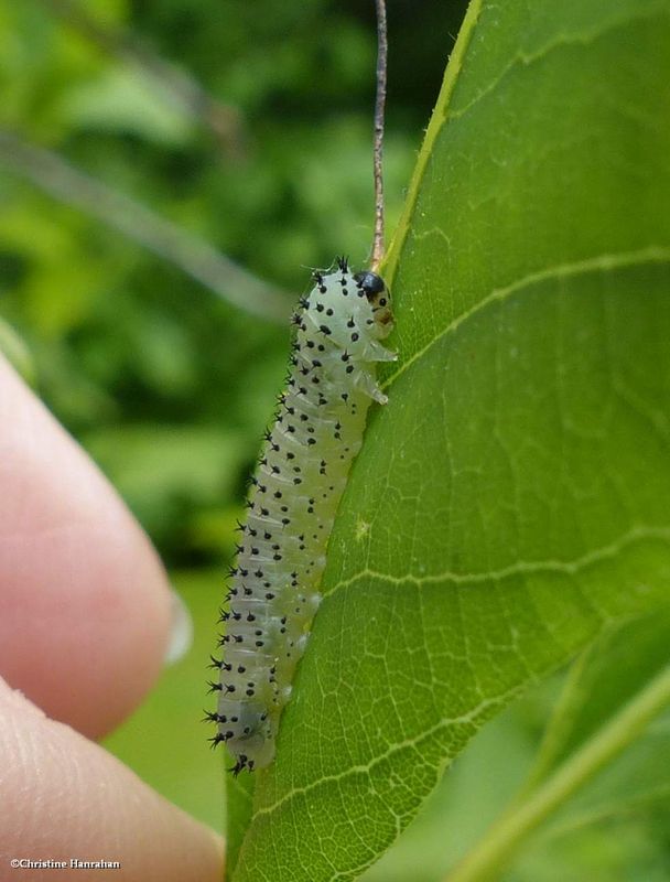 Sawfly larva (Periclista)