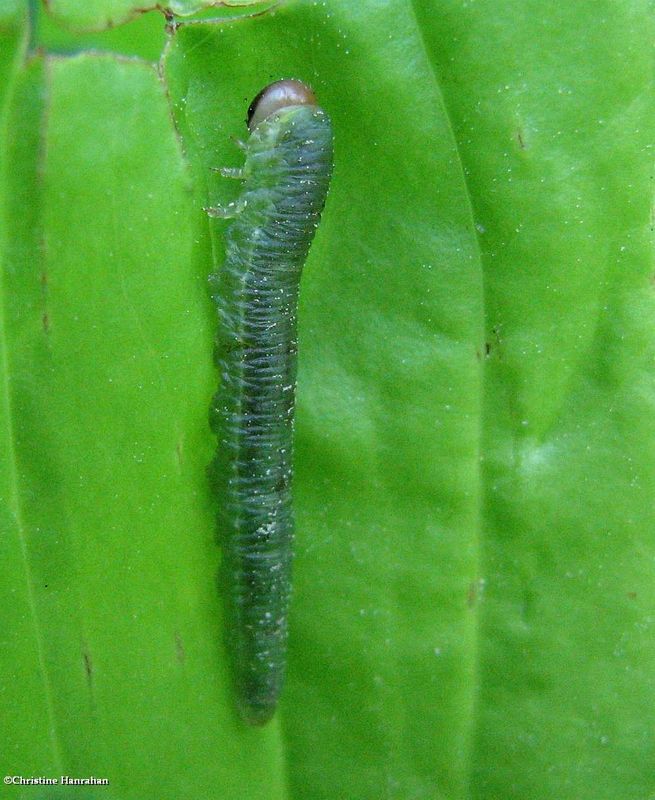 Sawfly larva (FamilyTenthredinidae)