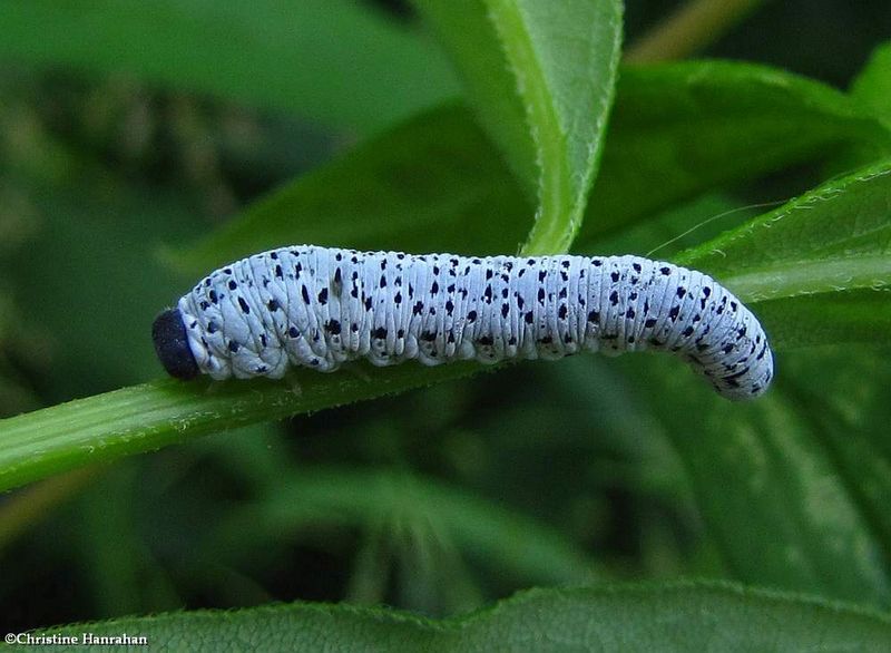 Sawfly larva (FamilyTenthredinidae)