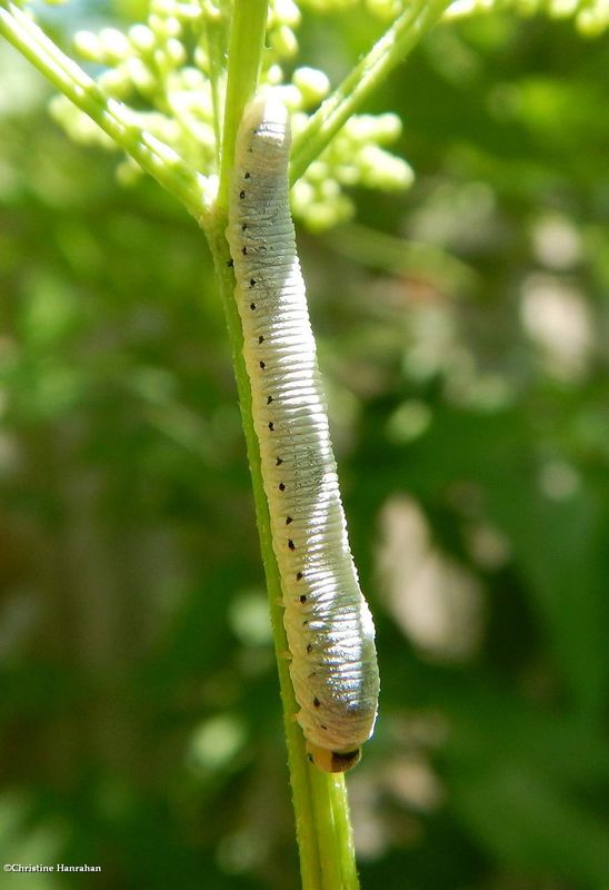 Sawfly larva  (SubfamilyTenthredininae)