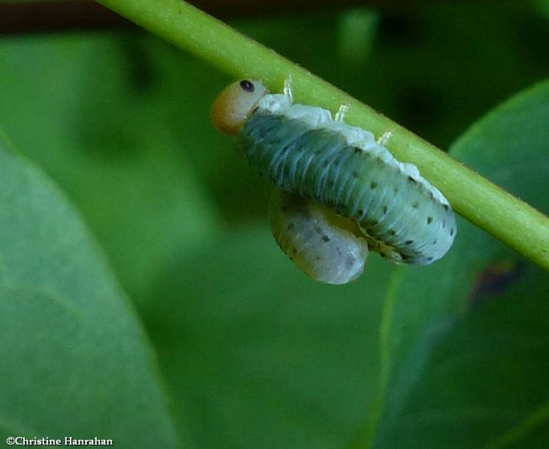 Sawfly larva (FamilyTenthredinidae)