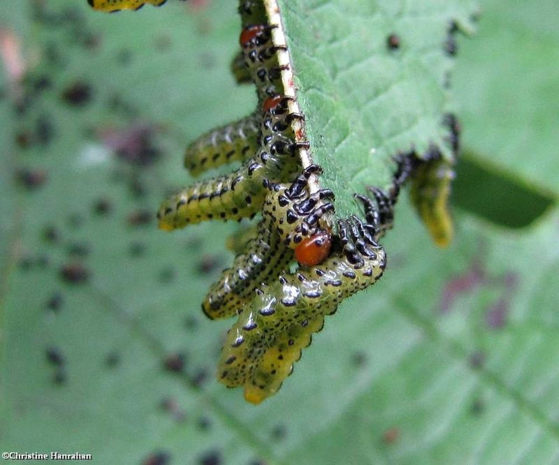Sawfly larvae (Argidae)