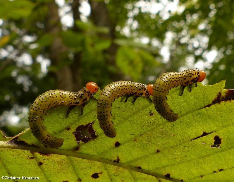 Sawfly larvae (Argidae)