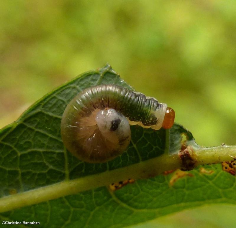 Sawfly larva (SubfamilyNematinae)