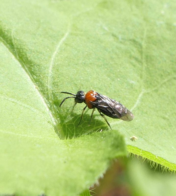Sawfly  (Eutomostethus ephippium)