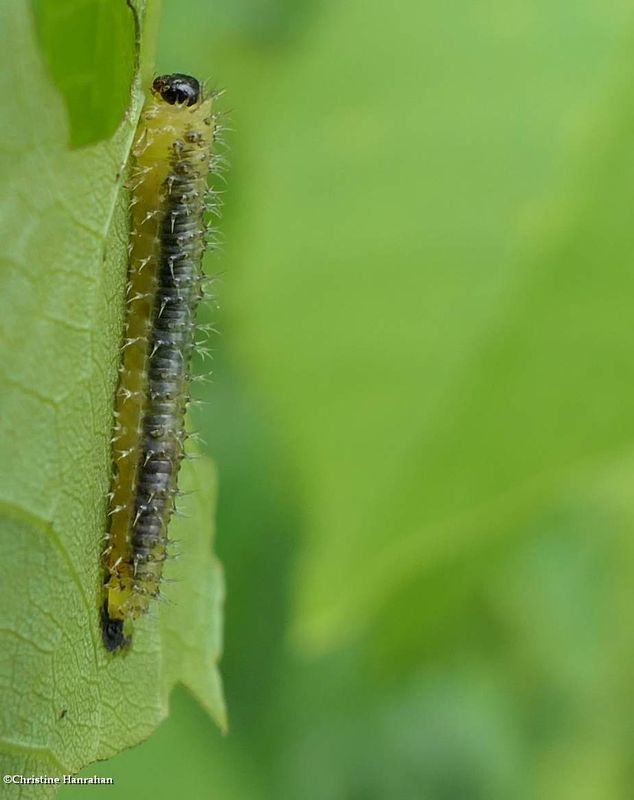 Sawfly larva (Eupareophora parca)