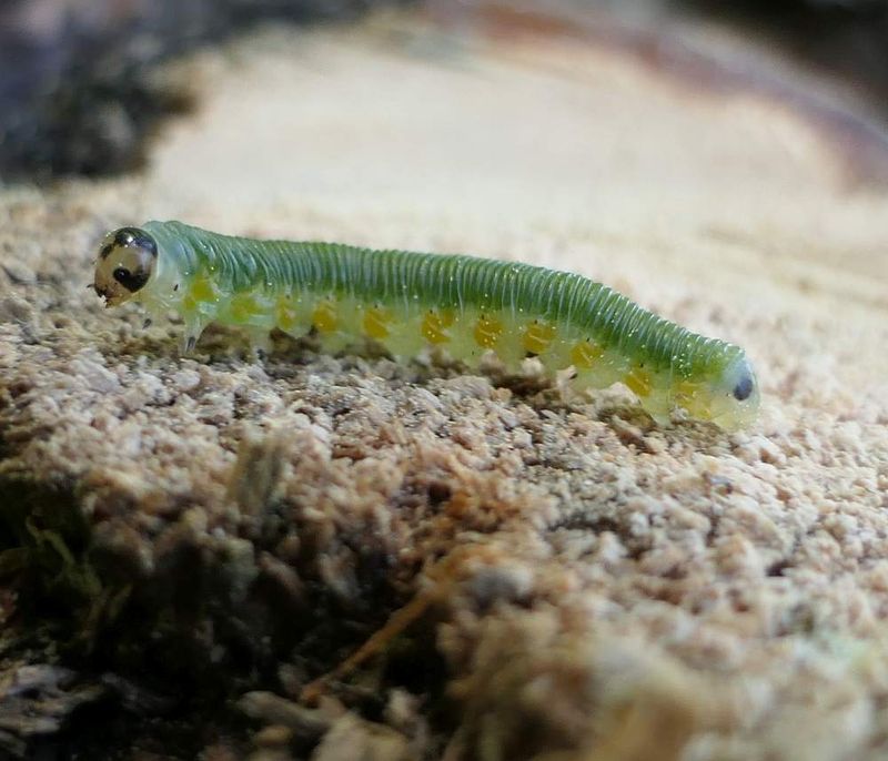 Sawfly larva (Strongylogaster)