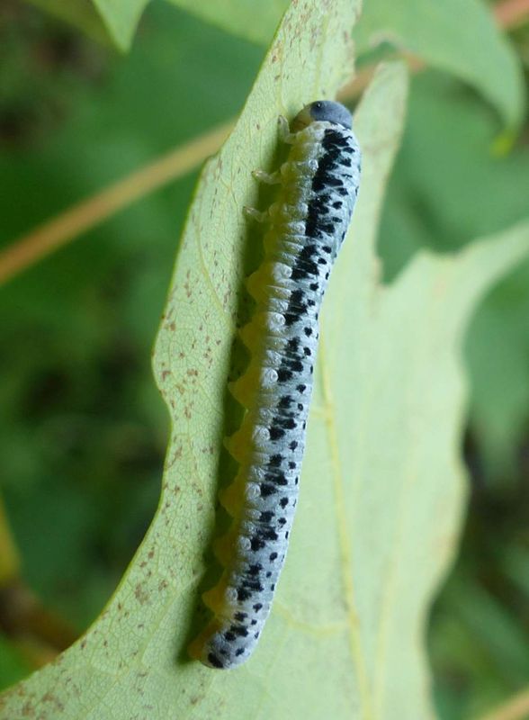 Sawfly larva (Subfamily Tenthredininae)