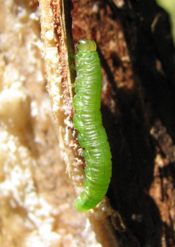 Sawfly larva (Subfamily Nematinae)