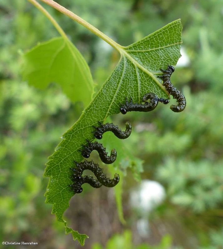Sawfly larvae (SubfamilyNematinae)