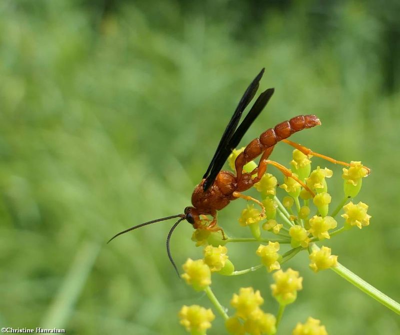 Ichneumonid wasp (Trogus pennator)
