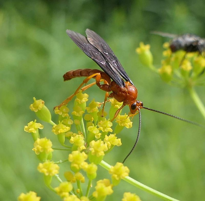 Ichneumonid wasp (Trogus pennator)