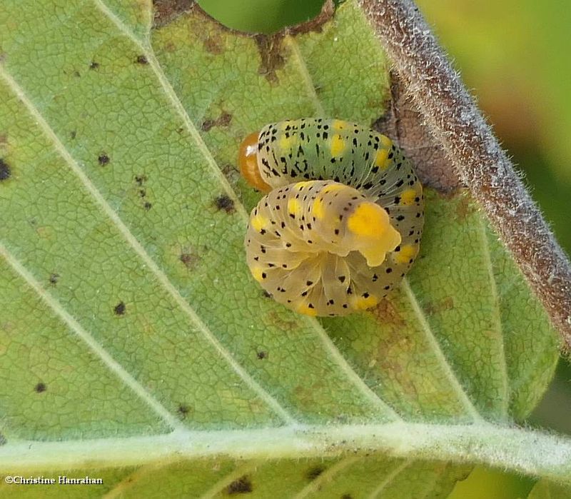 Sawfly larva (Subfamily Tenthredininae)