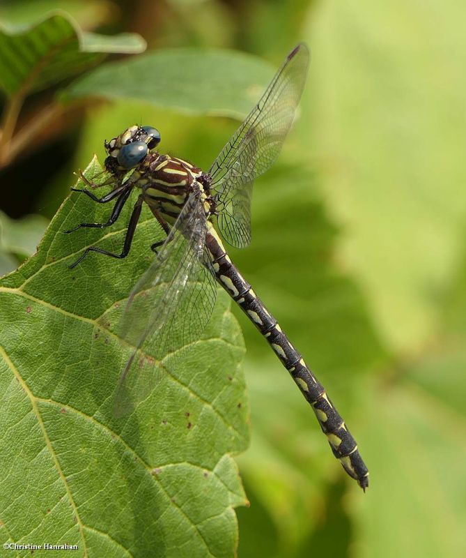 Elusive clubtail   (Stylurus notatus)