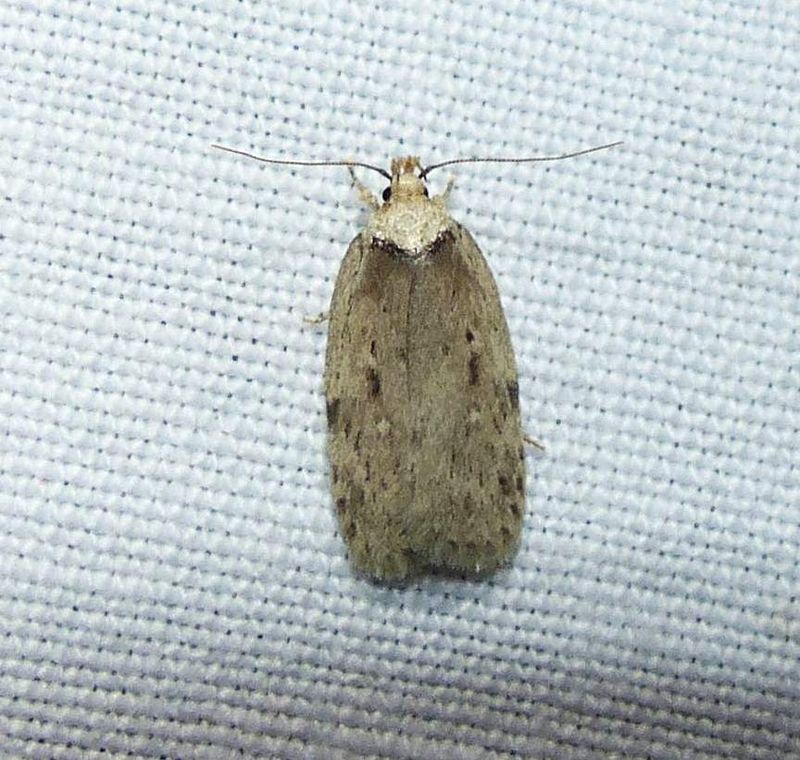 Black-dotted birch leaftier moth (Nites betulella), #0944