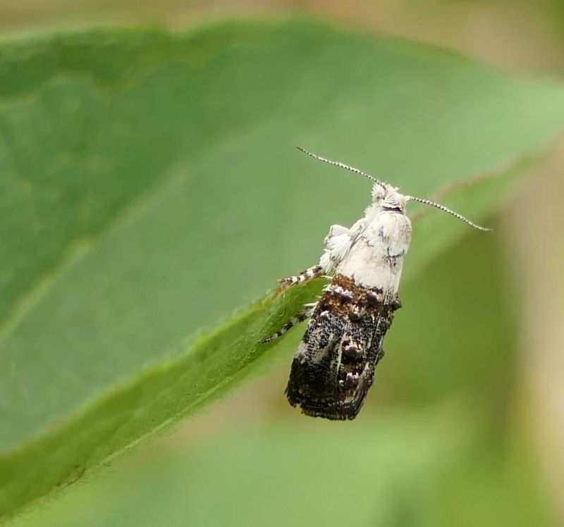 Metalmark moth (Caloreas leucobasis), #2641