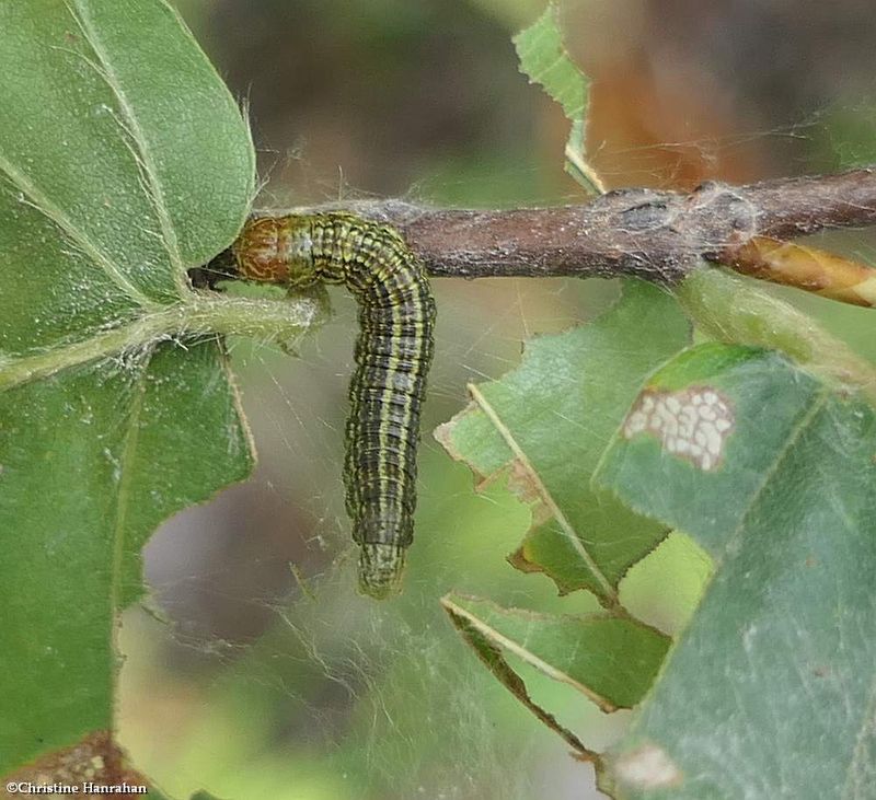 Pyralid moth larva (Pococera)