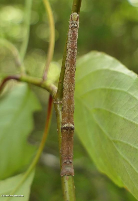 Friendly probole moth larva  (Probole amicaria), #6838