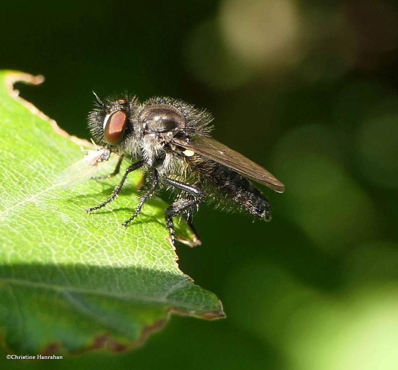 Robber fly (<em>Holopogon</em>)