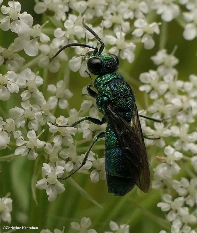 Cuckoo wasp (Chrysis sp.)