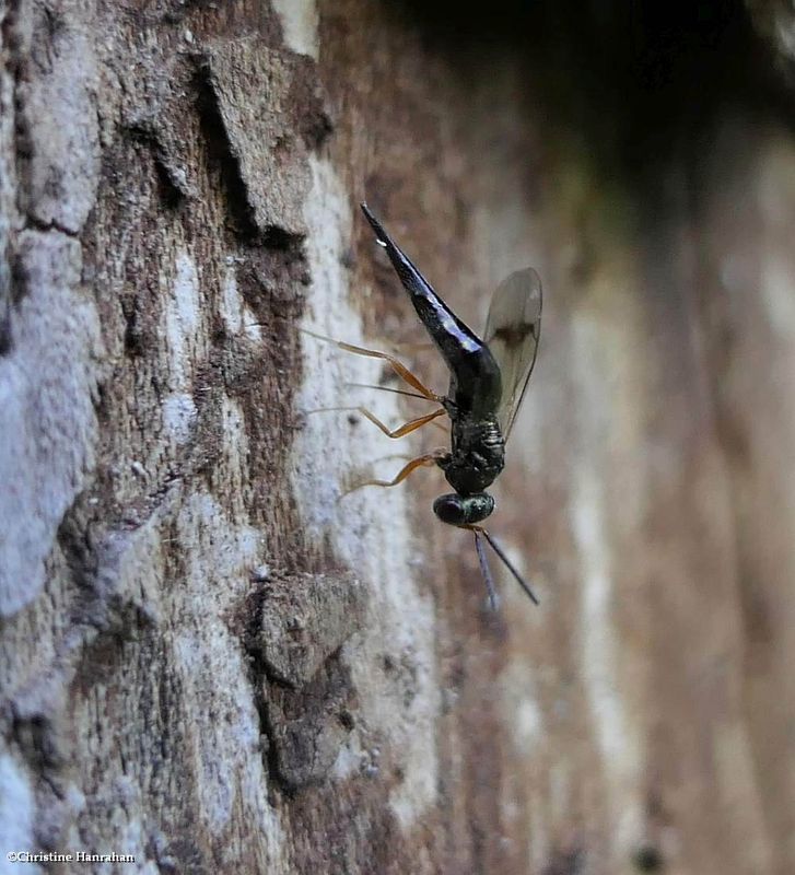 Pteromalid Wasps  (Plutothrix)