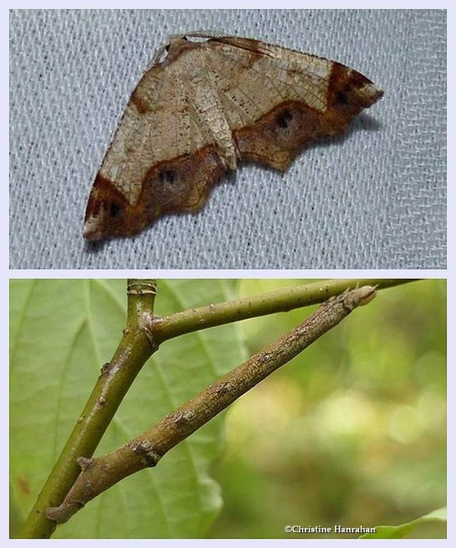 Friendly probole moth and caterpillar  (Probole amicaria), #6838