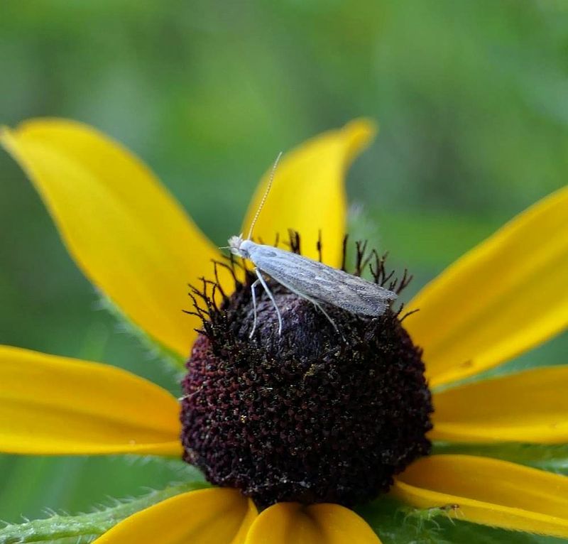 Gelechiid moth (Isophrictis sp.) 