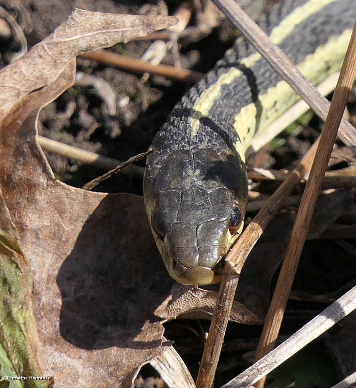 Garter snake (Thamnophis sirtalis)